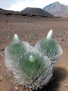 Study offers clues to restoring threatened silverswords